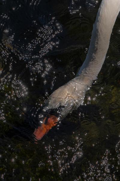 SOMETHING fleurj swan 1