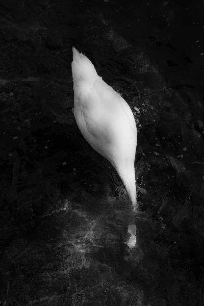 SOMETHING fleurj swan 2