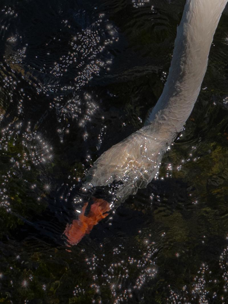 SOMETHING fleurj swan 1