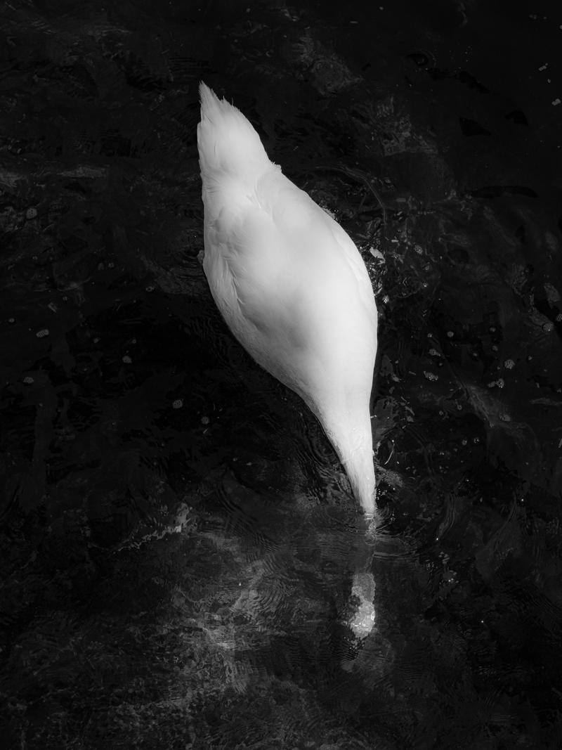 SOMETHING fleurj swan 2