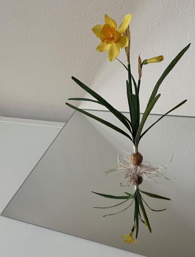 SOMETHING valerie paper botanical narcissus 2 kopie