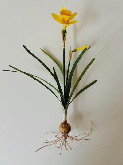 SOMETHING valerie paper botanical narcissus 3 kopie