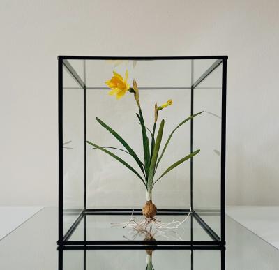 SOMETHING valerie paper botanical narcissus 4 kopie