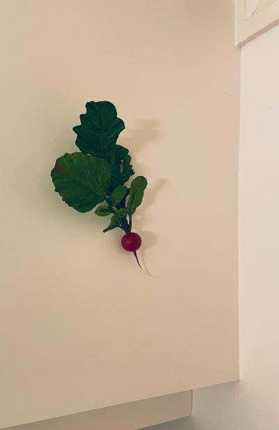 SOMETHING valerie paper botanical raphanus sativus 2 kopie