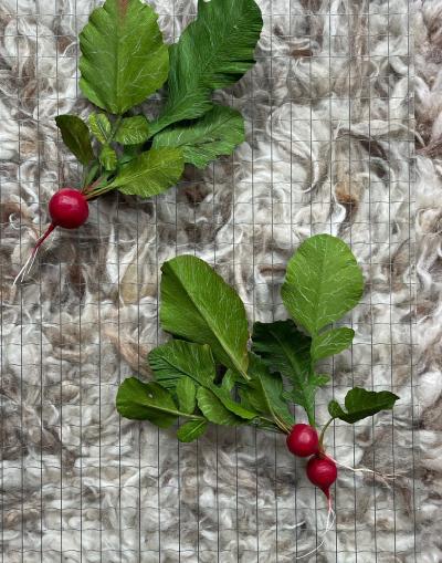 SOMETHING valerie paper botanical raphanus sativus 3 kopie